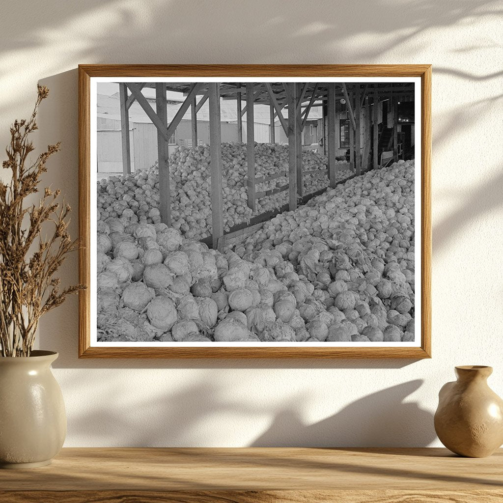 Cabbage Dehydration Plant Turlock California June 1942