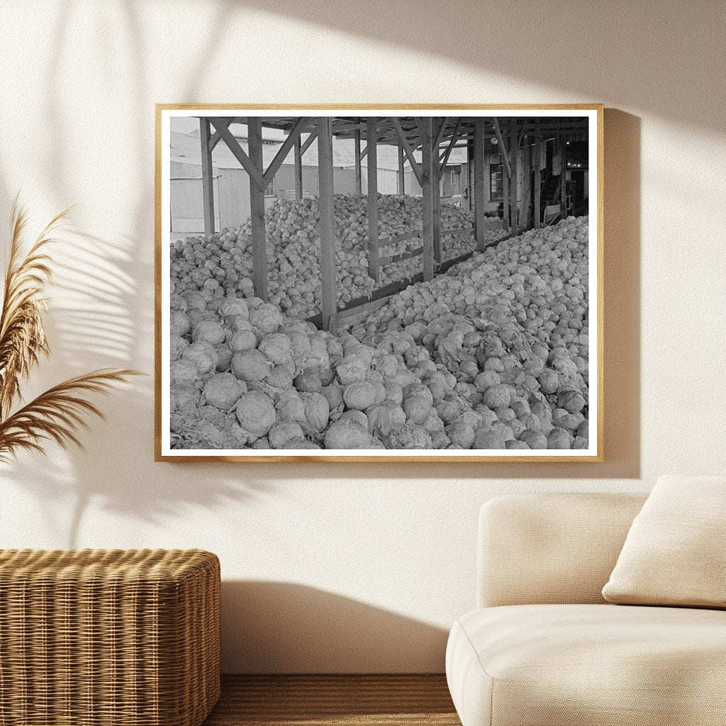 Cabbage Dehydration Plant Turlock California June 1942