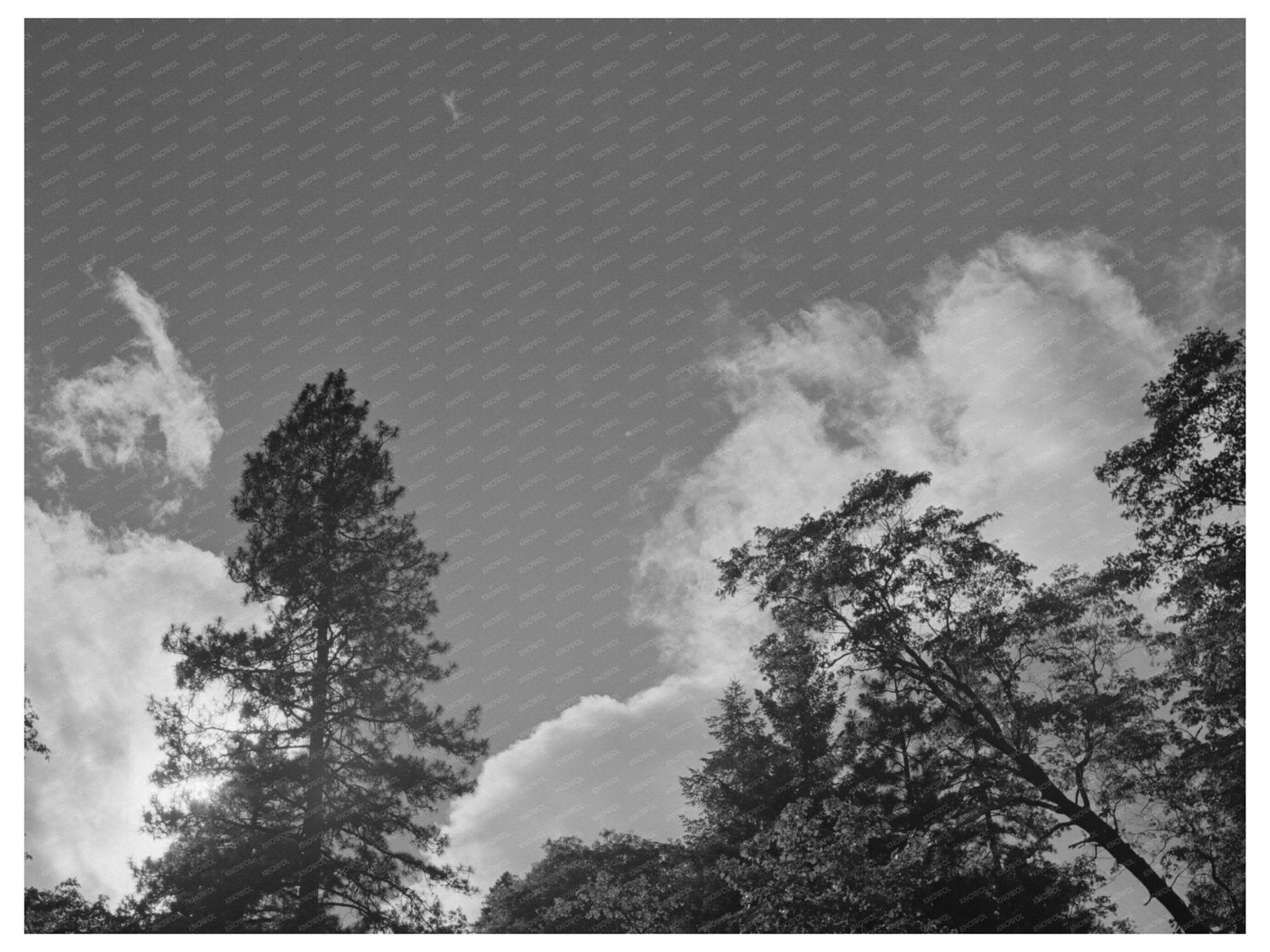 Shasta County California Scenic View June 1942 Photo