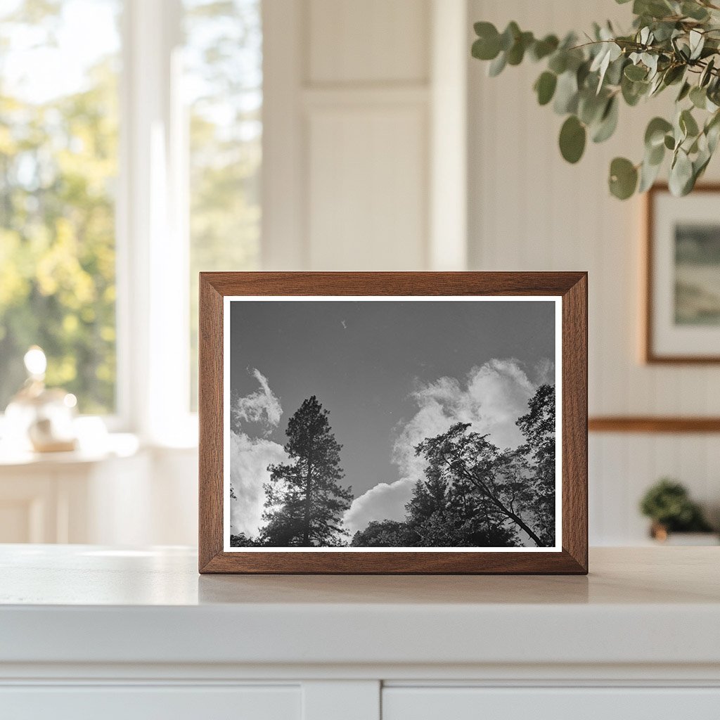 Shasta County California Scenic View June 1942 Photo