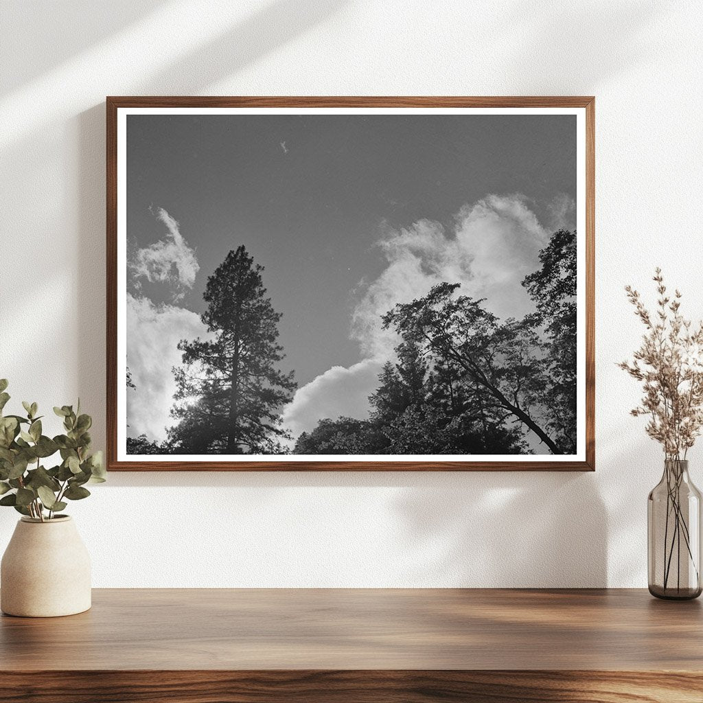 Shasta County California Scenic View June 1942 Photo