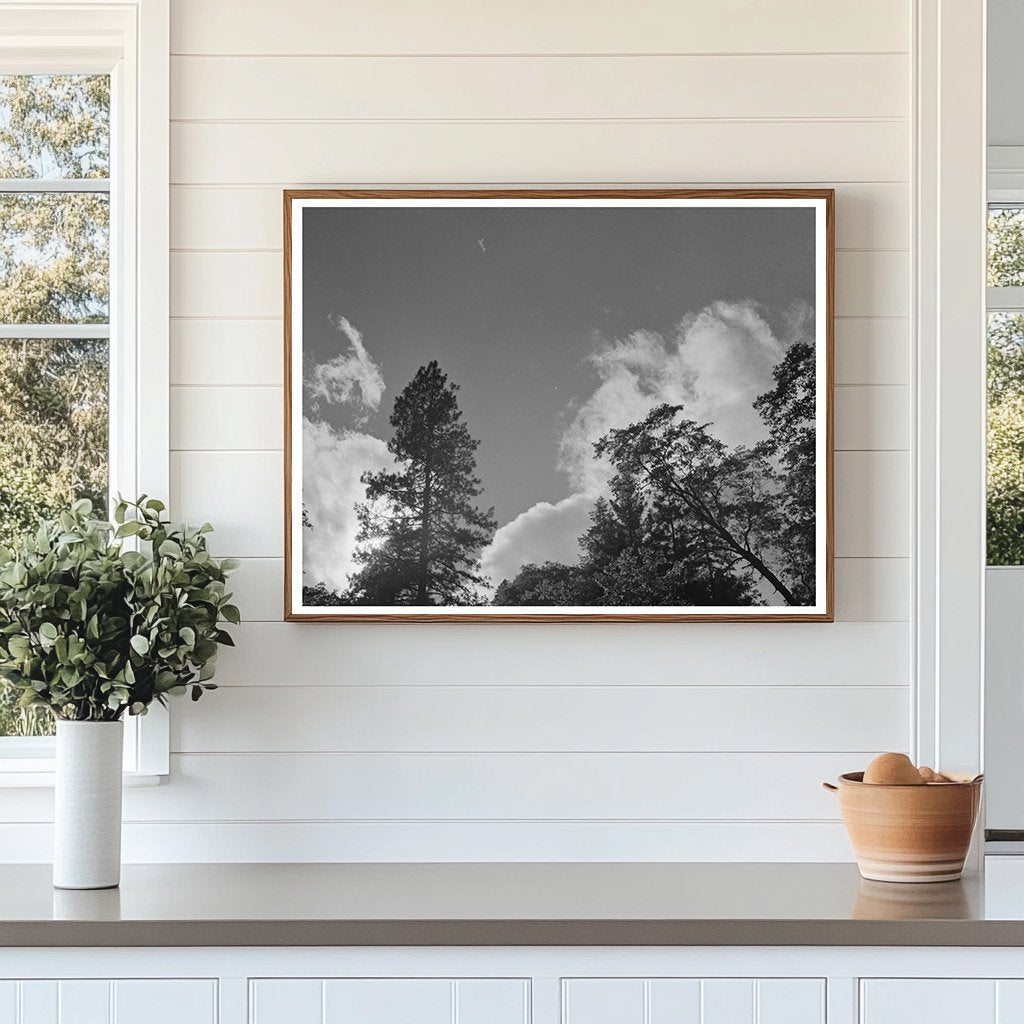 Shasta County California Scenic View June 1942 Photo