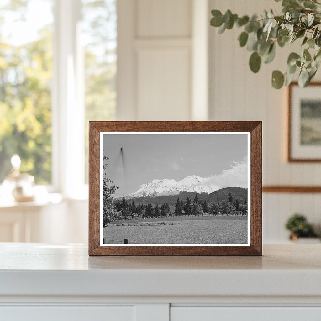 Mount Shasta Vintage Photograph July 1942 FSA/OWI Collection