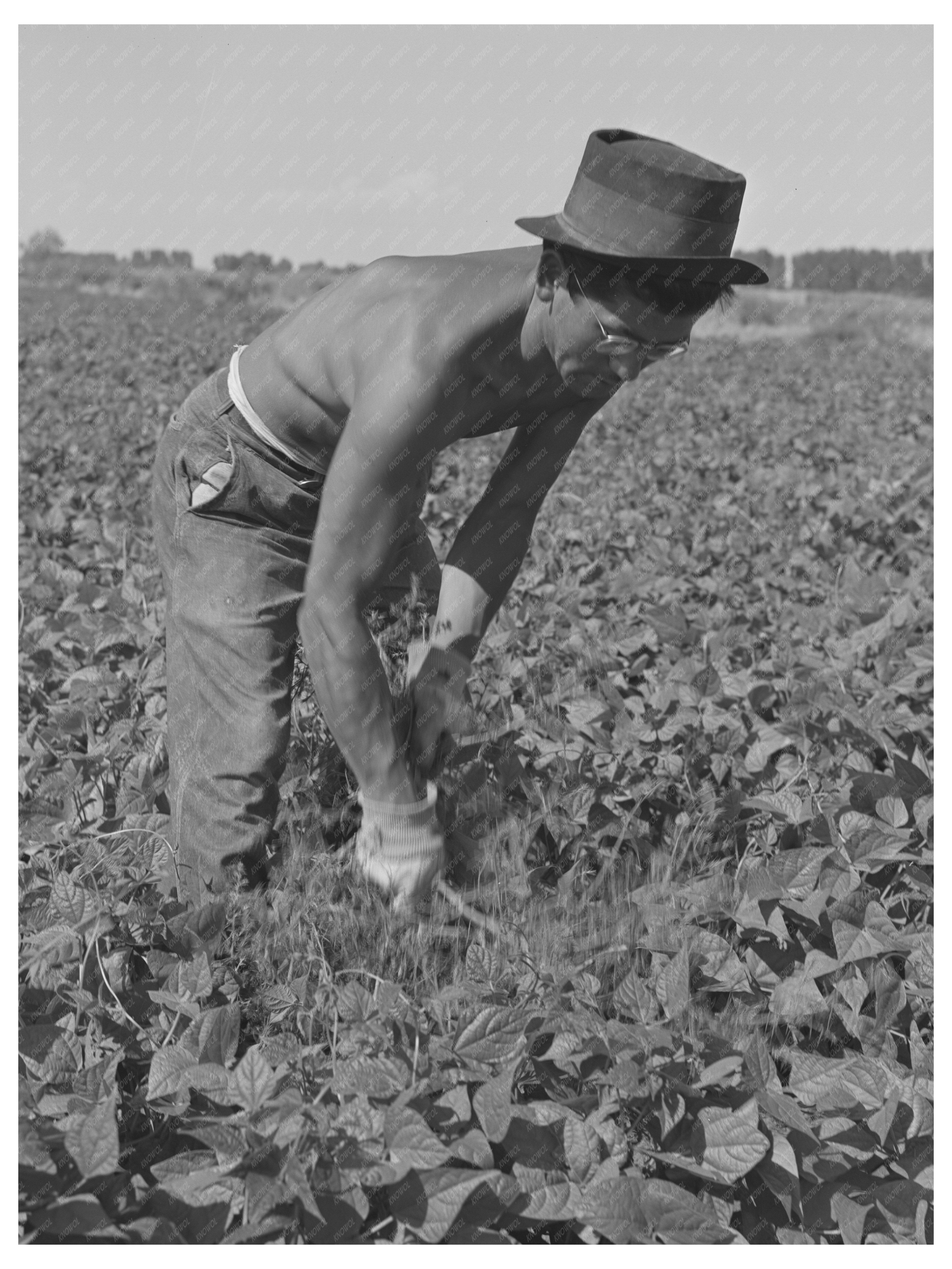 Japanese-Americans Weeding Beans in Idaho July 1942