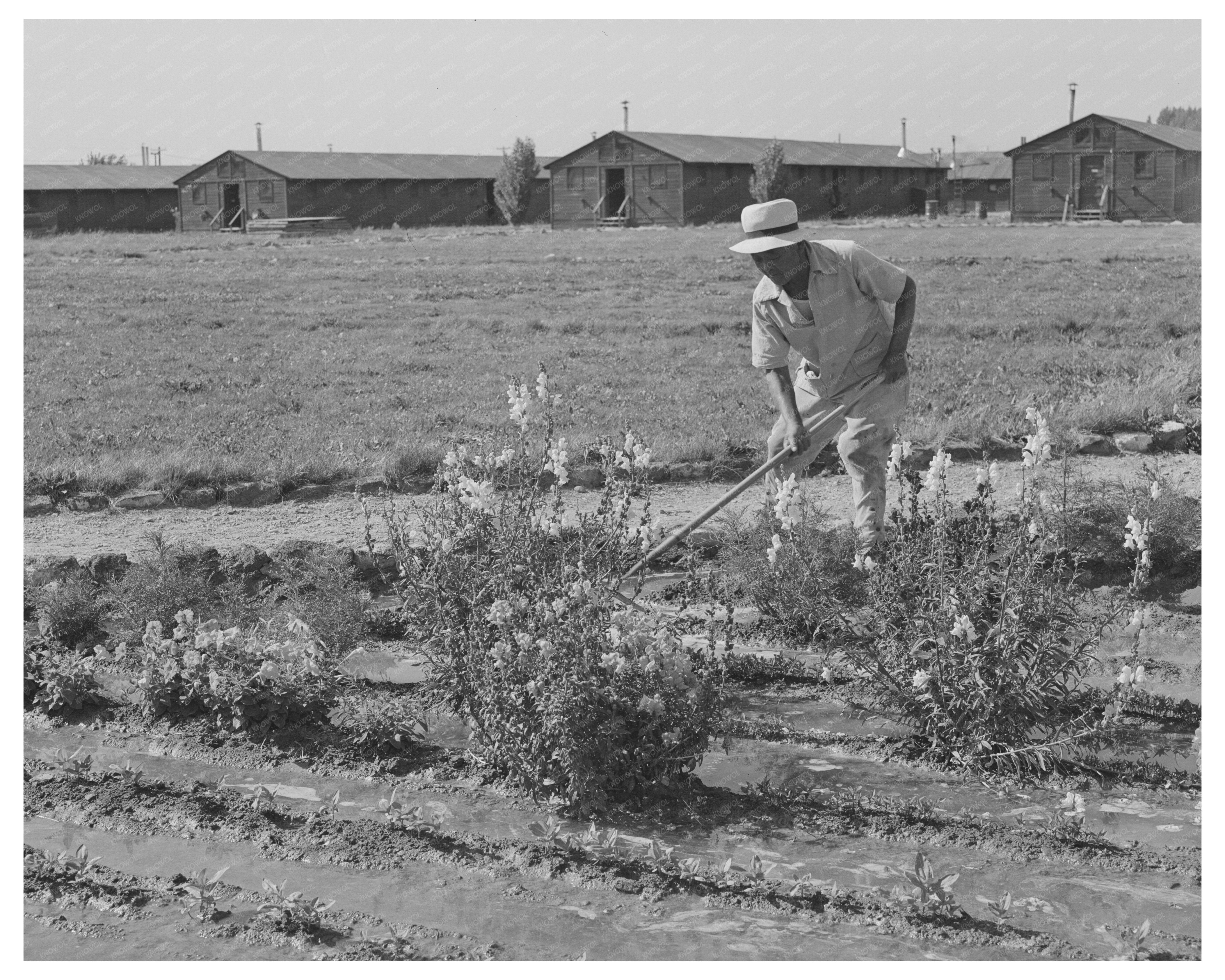 1942 Vintage Image of Japanese-Americans Landscaping Camp