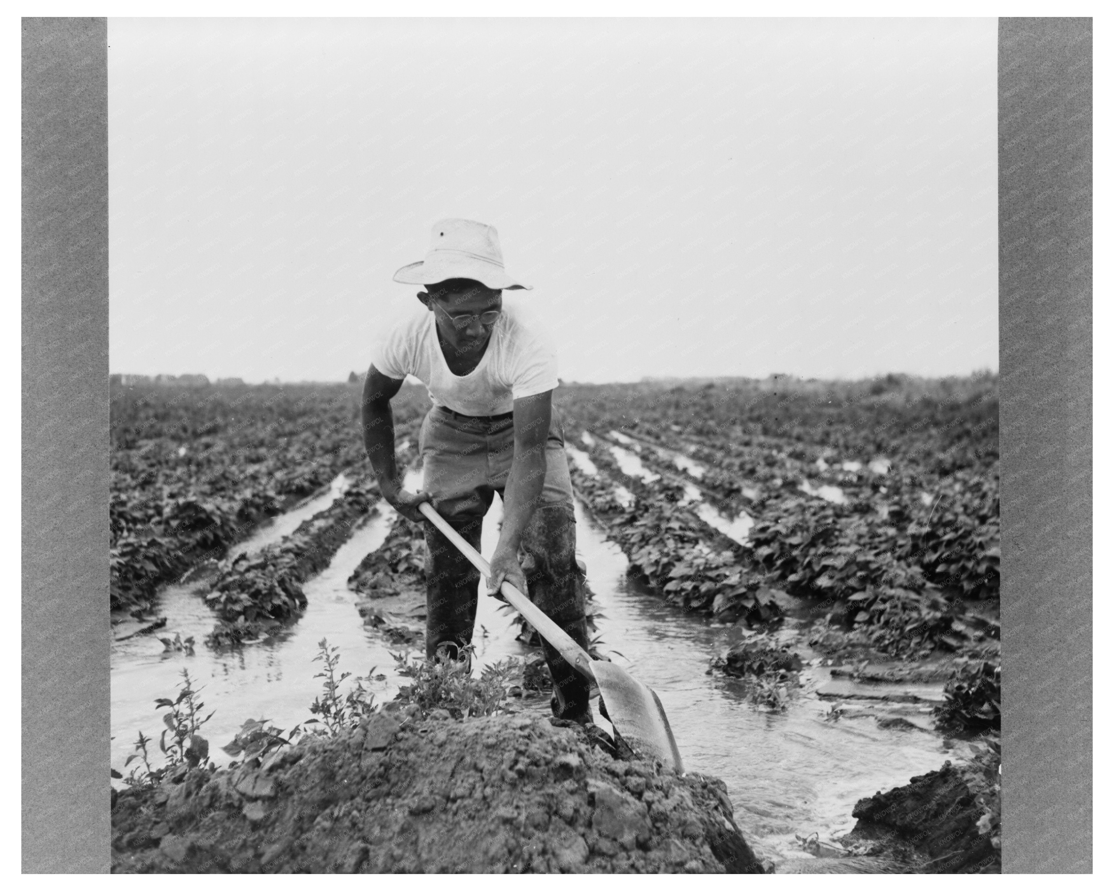 Japanese-American Farm Worker Minidoka County 1942
