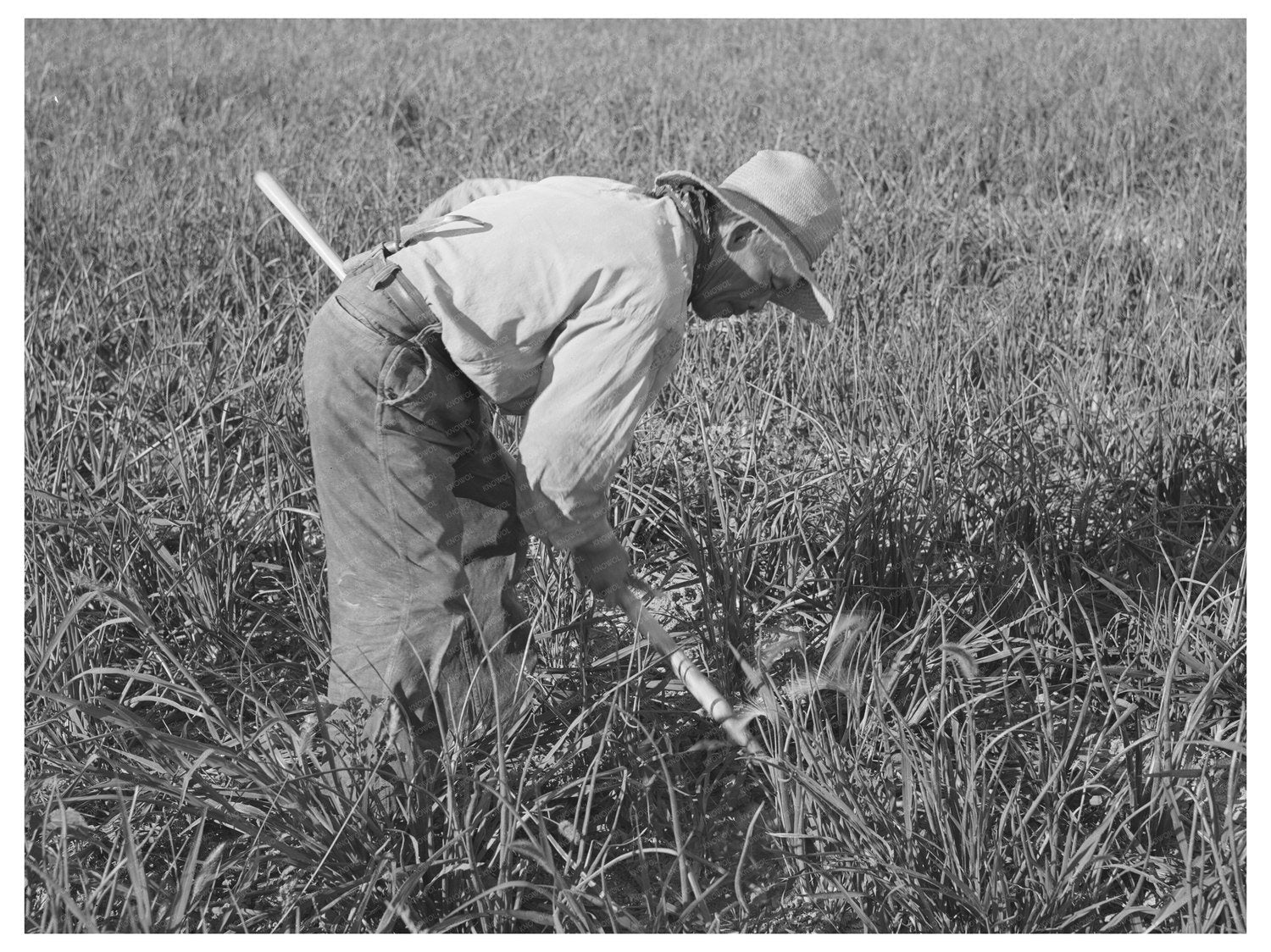 Japanese-American Worker Weeding Onions 1942
