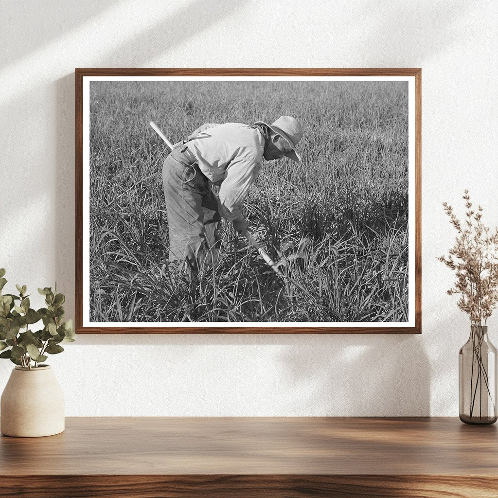 Japanese-American Worker Weeding Onions 1942