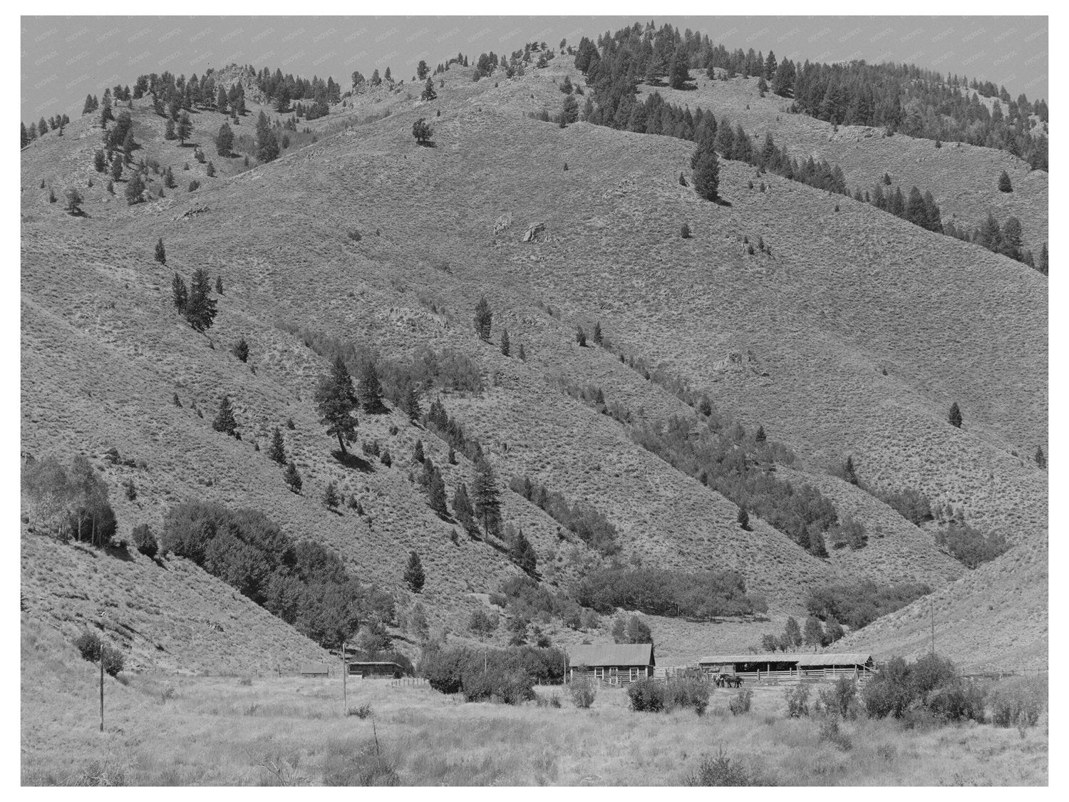 Custer County Idaho Cattle Ranch Vintage Photo 1942