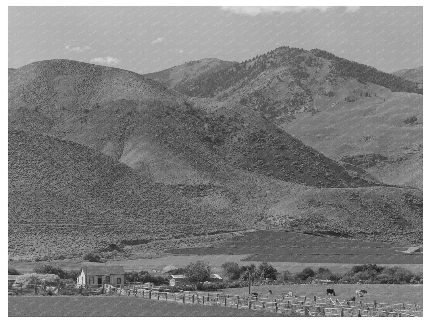 Cattle Ranch in Custer County Idaho August 1942