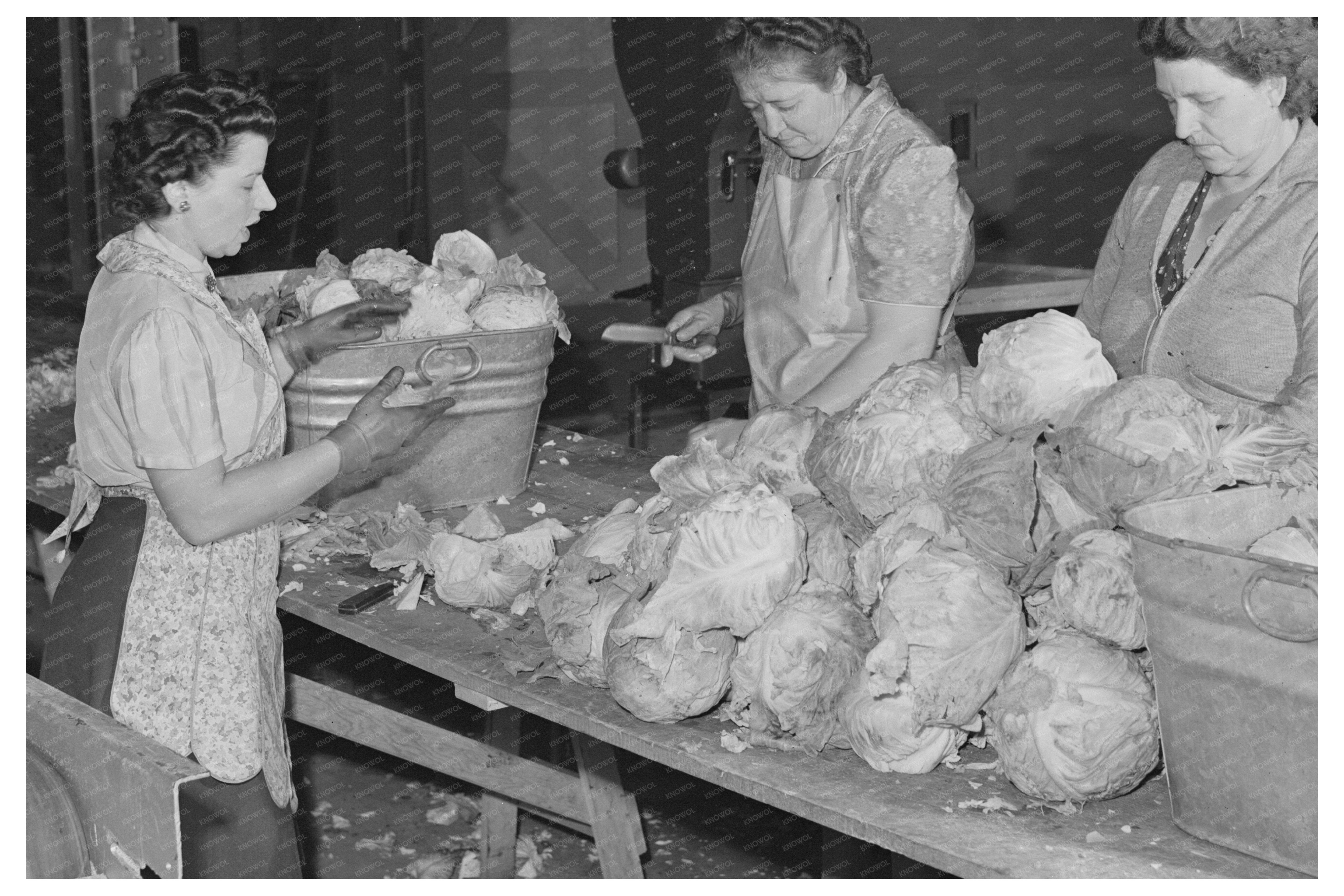 Weighing Cabbage for Dehydration Albany California 1942