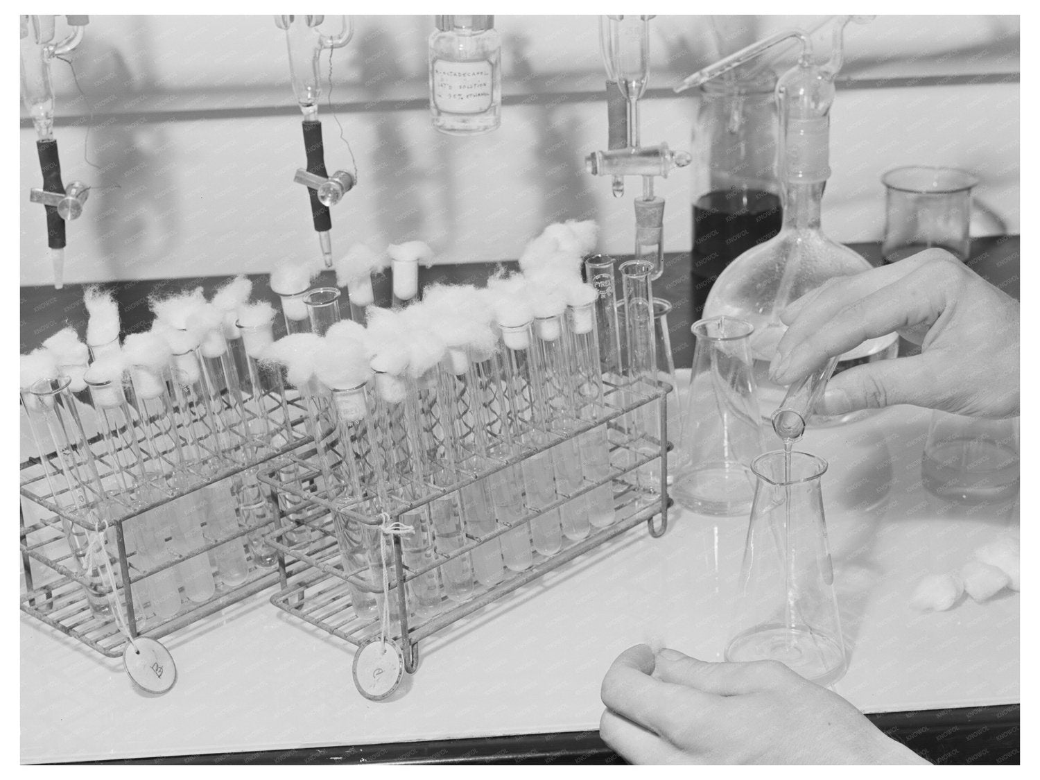 Vintage 1942 Photo of Microbiological Testing in Agriculture