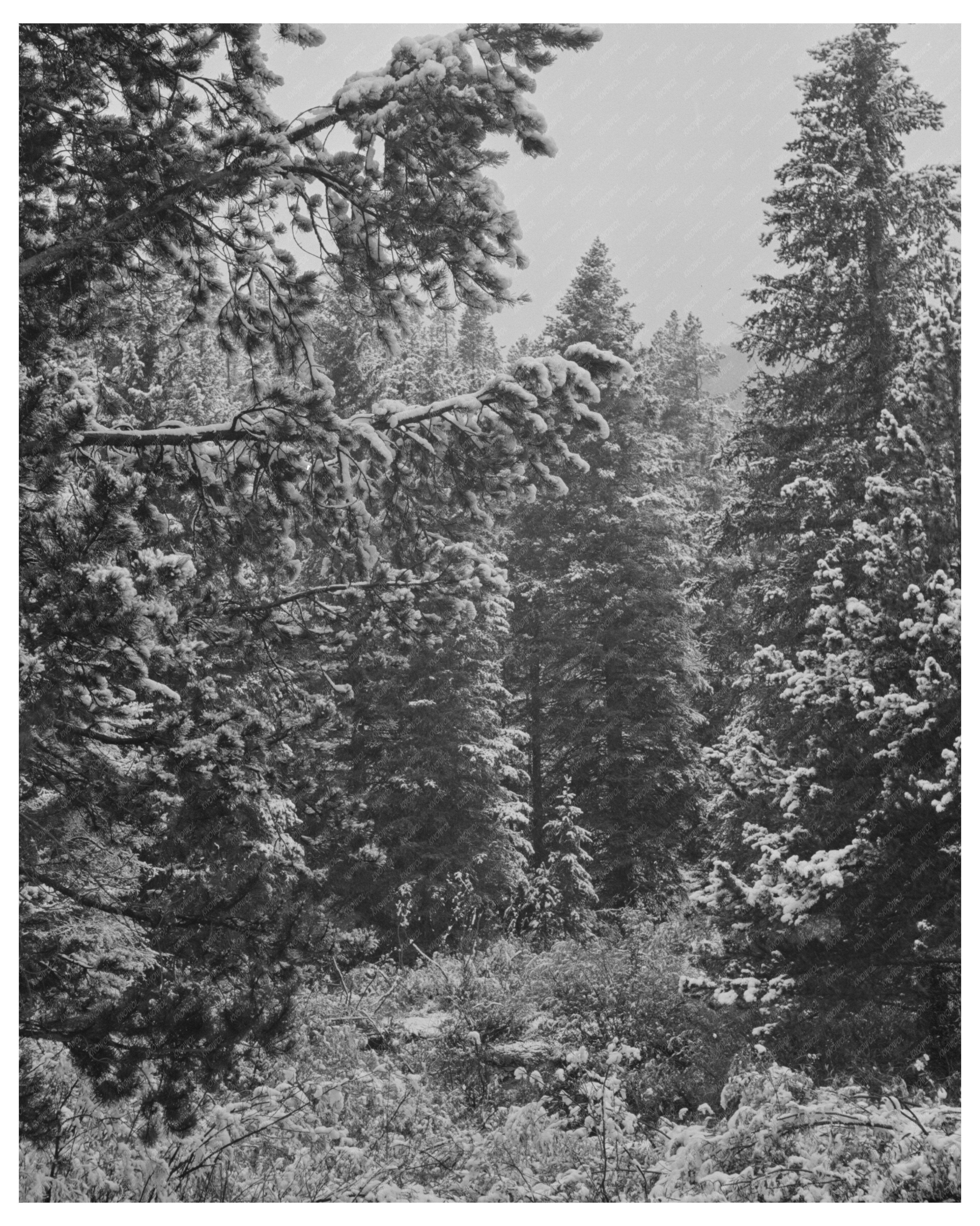 Lewis and Clark National Forest First Snowfall September 1942