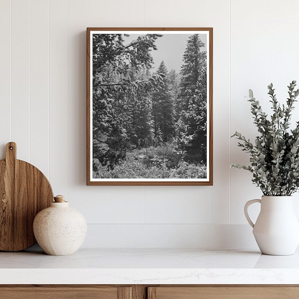 Lewis and Clark National Forest First Snowfall September 1942