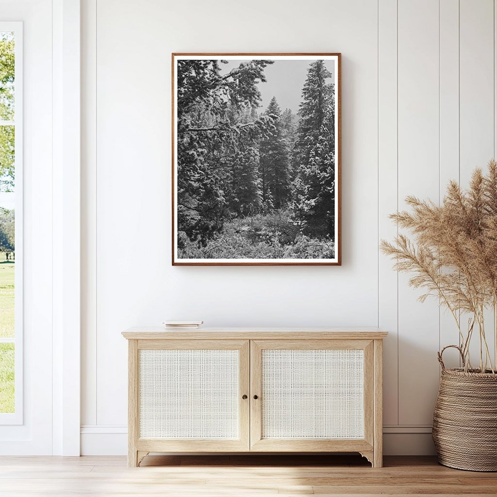 Lewis and Clark National Forest First Snowfall September 1942