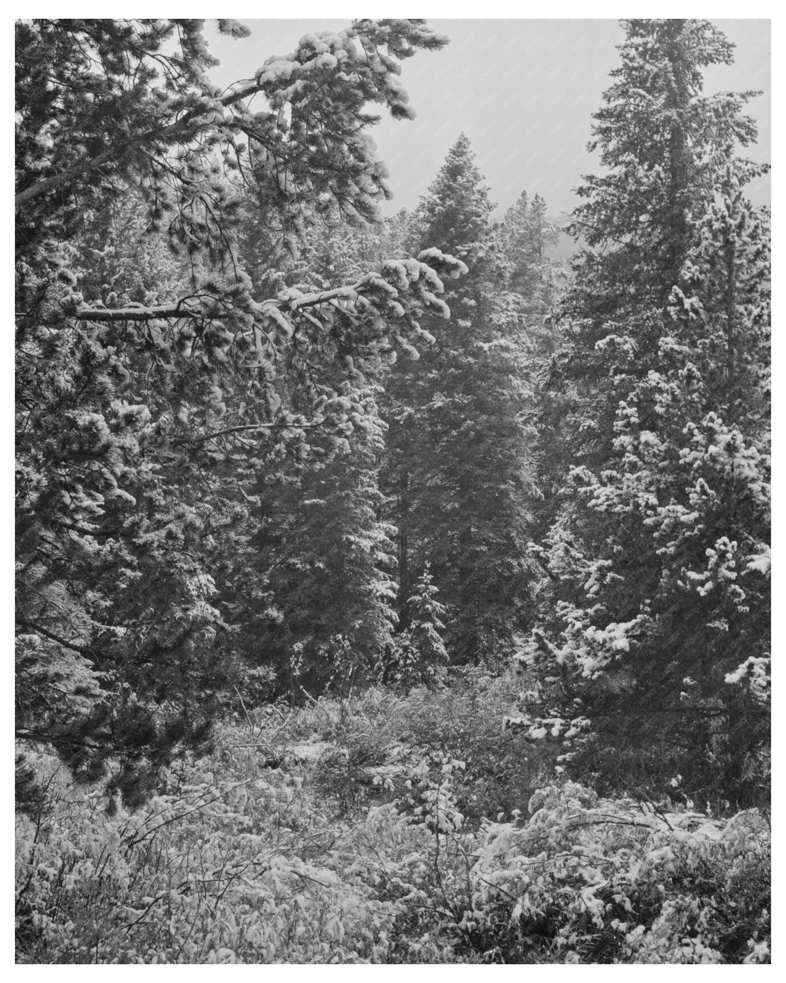 Lewis and Clark National Forest First Snow September 1942