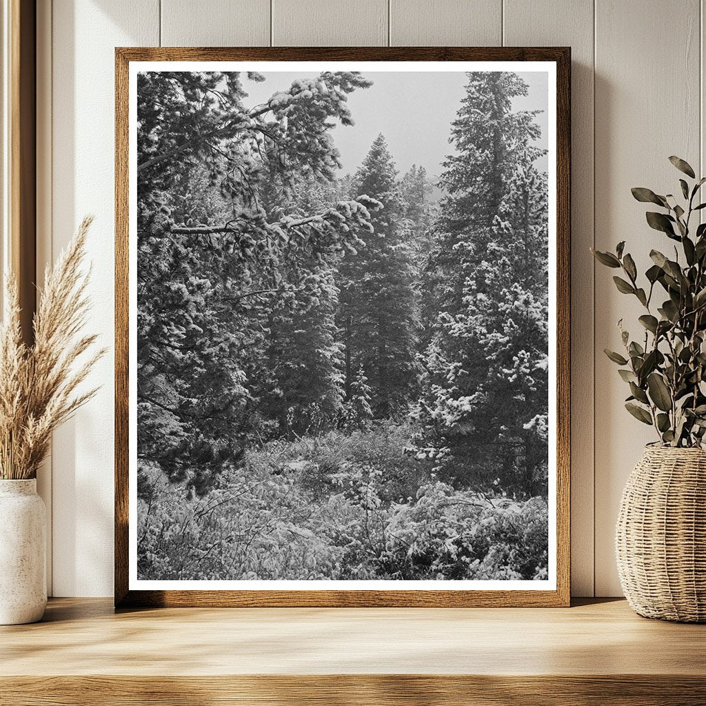 Lewis and Clark National Forest First Snow September 1942