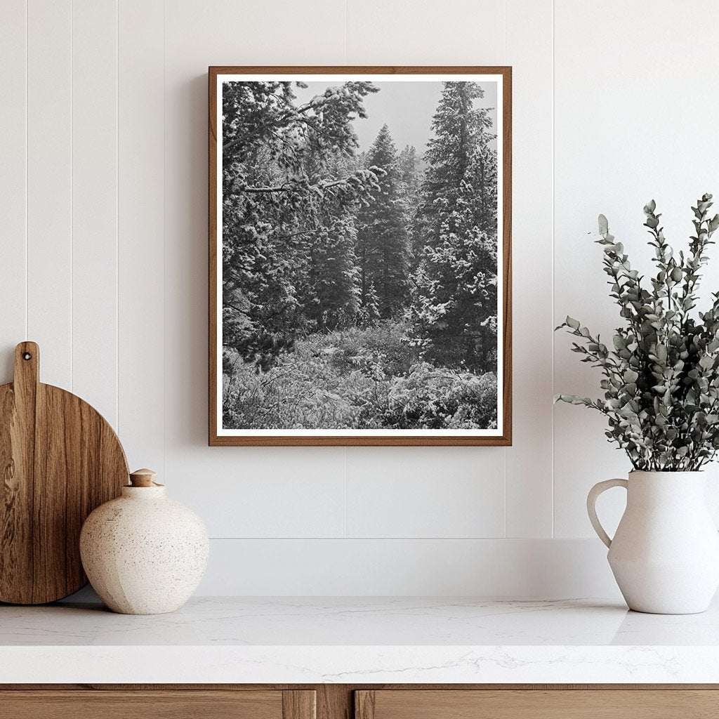 Lewis and Clark National Forest First Snow September 1942