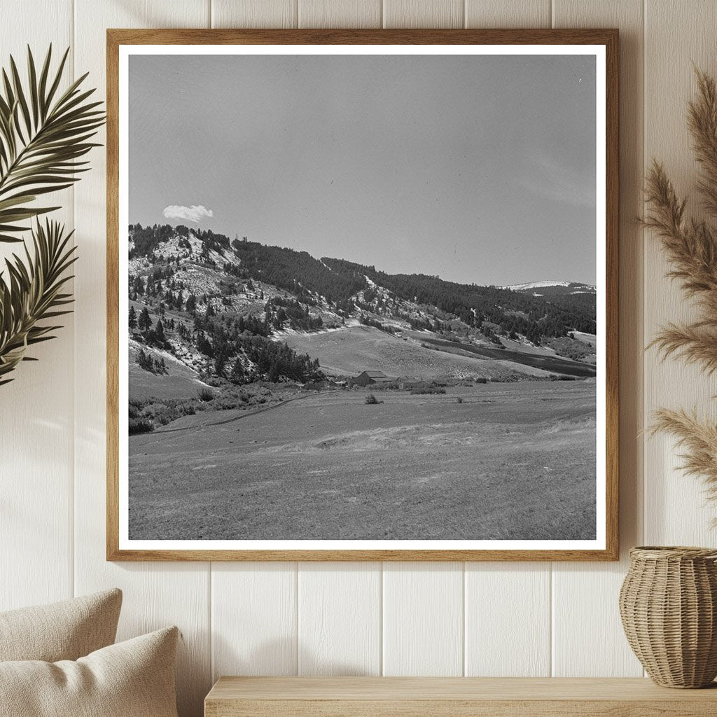 Cattle Ranch Scene Park County Montana September 1942