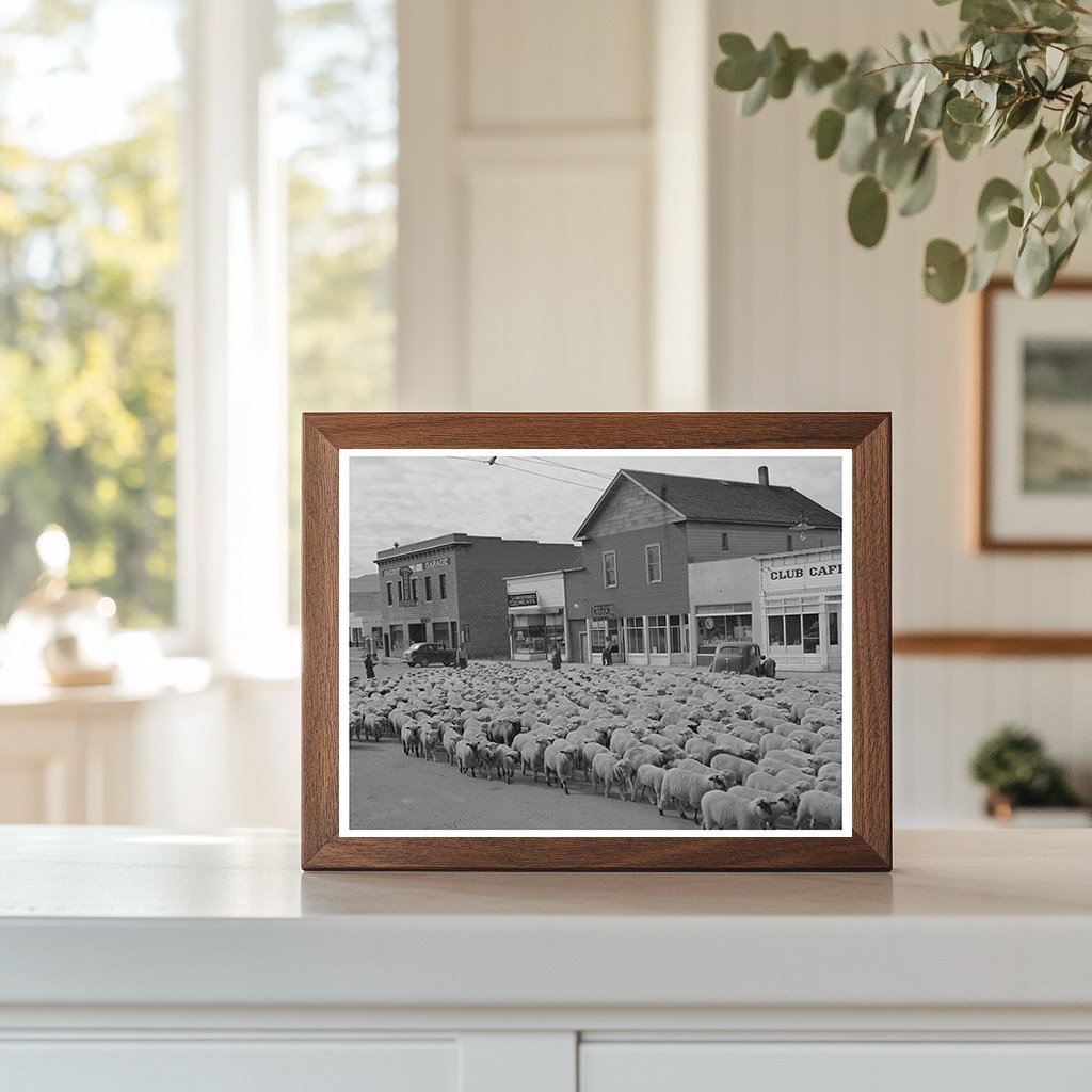 Sheep Driven Down Main Street Sheridan Montana 1942