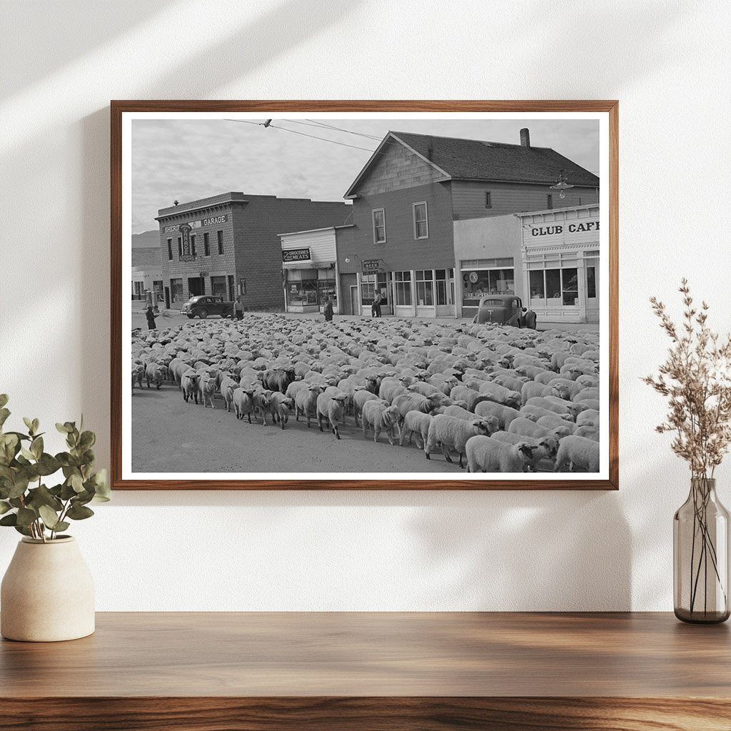 Sheep Driven Down Main Street Sheridan Montana 1942