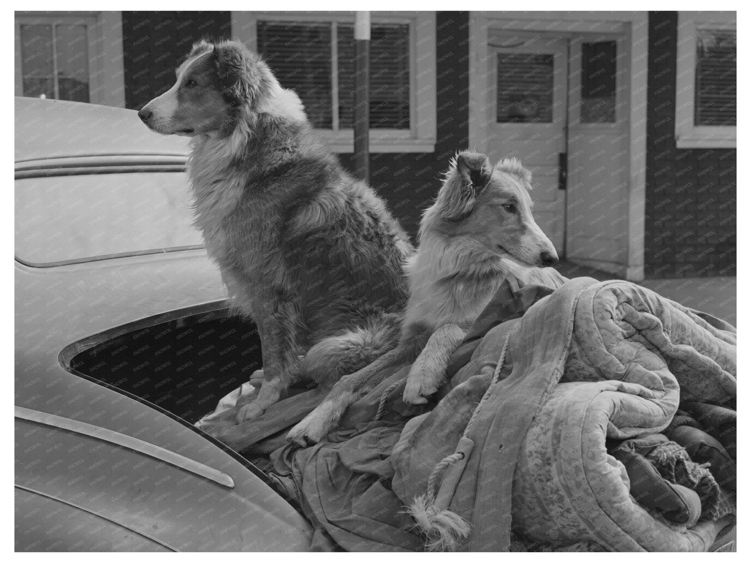 Sheepherders Dog in Car Sheridan Montana 1942