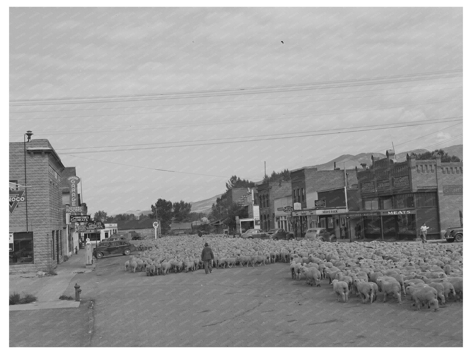 Sheep in Sheridan Montana October 1942 Agricultural Scene