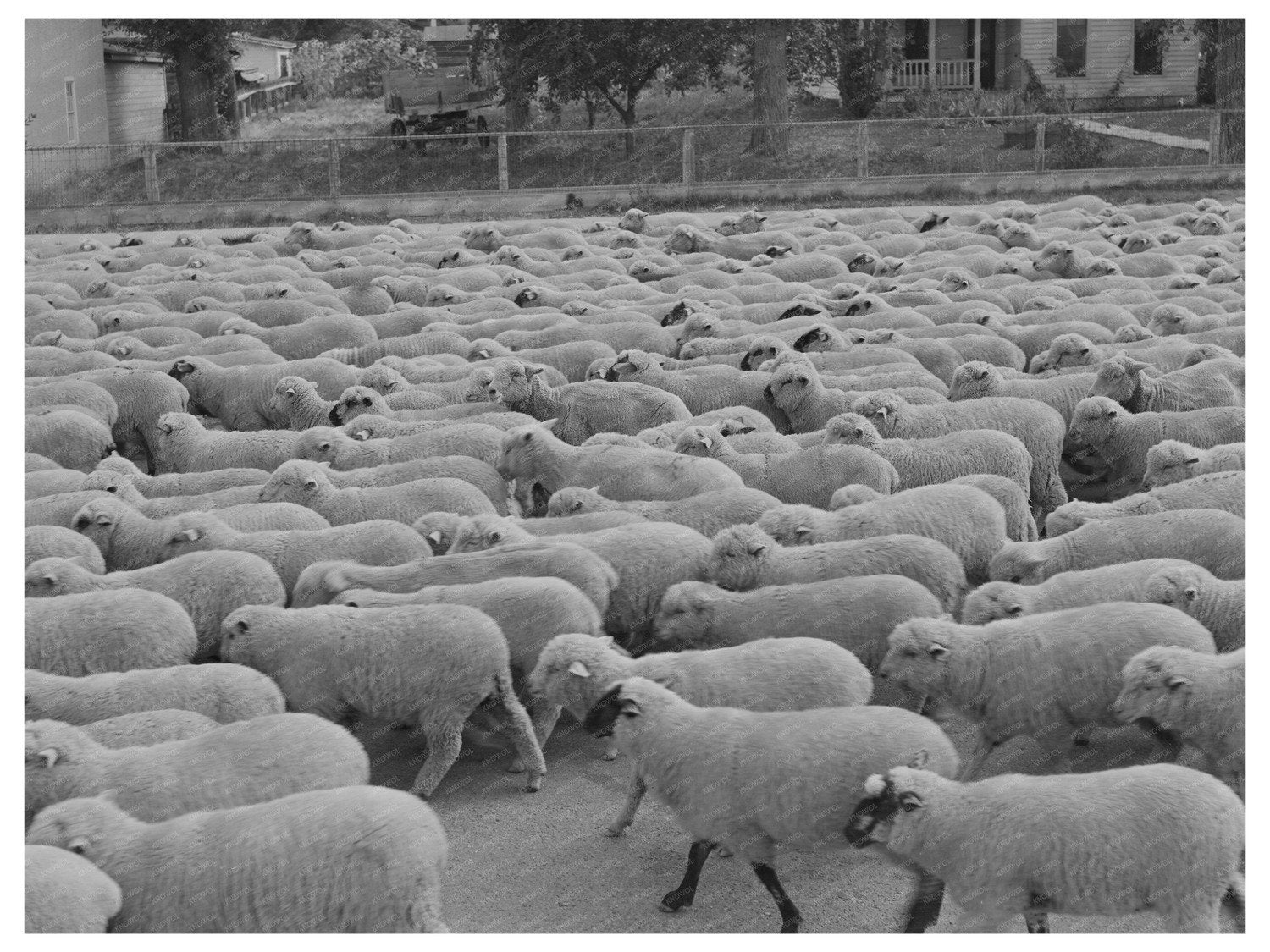 Sheep in Sheridan Montana October 1942 Vintage Photograph