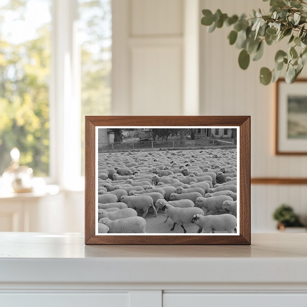 Sheep in Sheridan Montana October 1942 Vintage Photograph