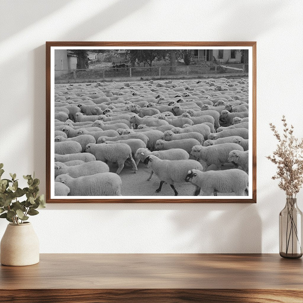 Sheep in Sheridan Montana October 1942 Vintage Photograph