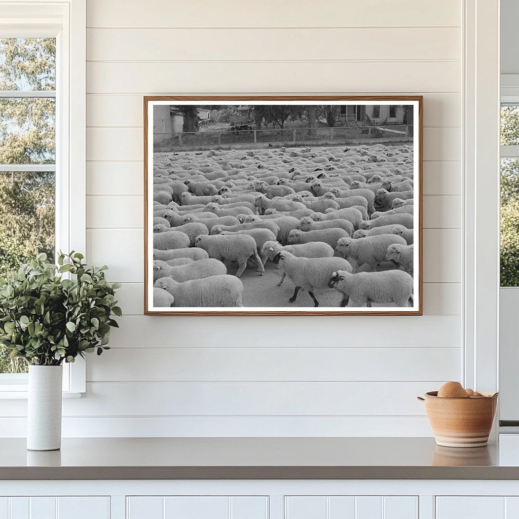 Sheep in Sheridan Montana October 1942 Vintage Photograph