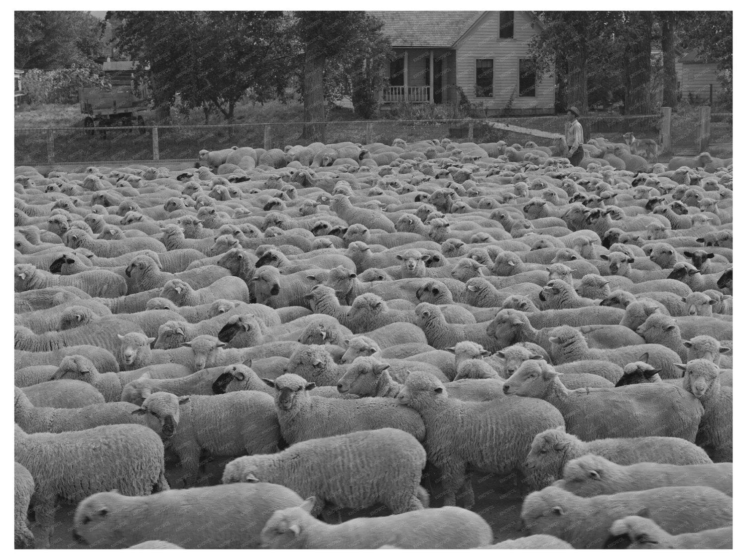 Sheep in Madison County Montana October 1942