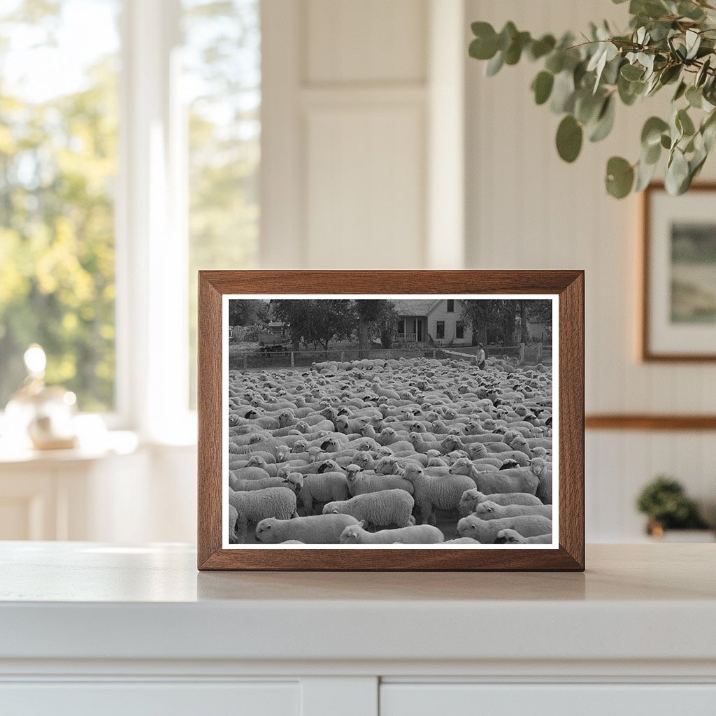 Sheep in Madison County Montana October 1942
