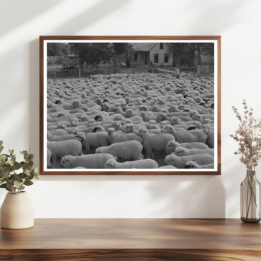 Sheep in Madison County Montana October 1942