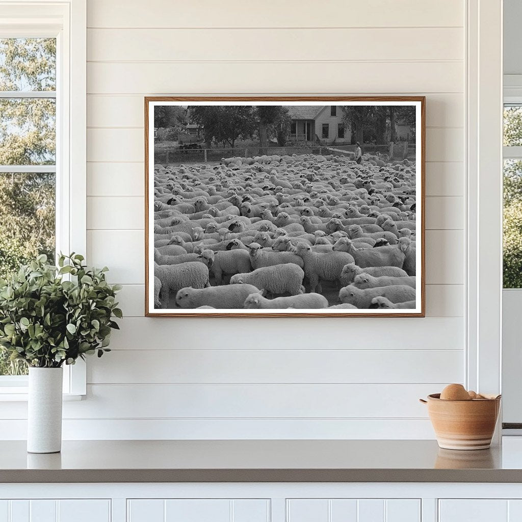 Sheep in Madison County Montana October 1942