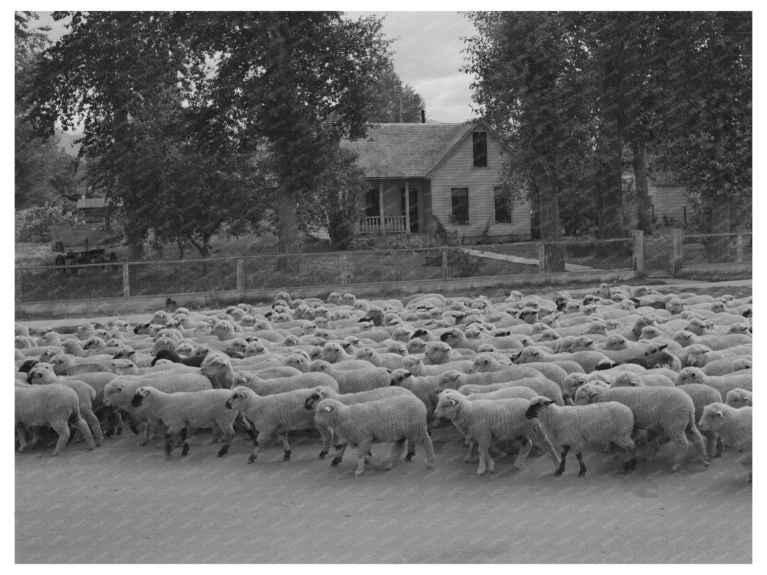 Sheep in Sheridan Montana October 1942 FSA OWI Collection