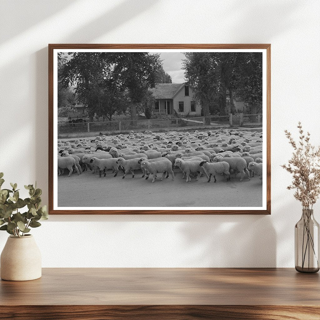 Sheep in Sheridan Montana October 1942 FSA OWI Collection