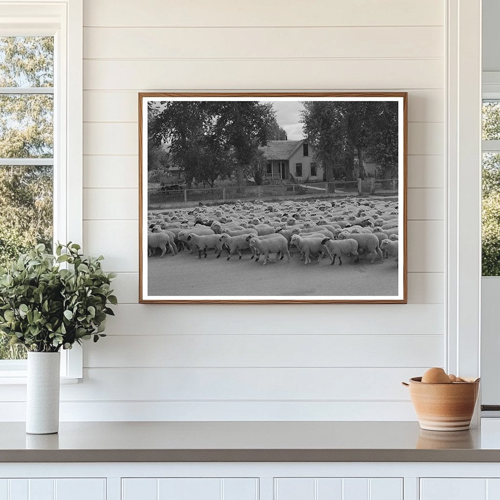 Sheep in Sheridan Montana October 1942 FSA OWI Collection