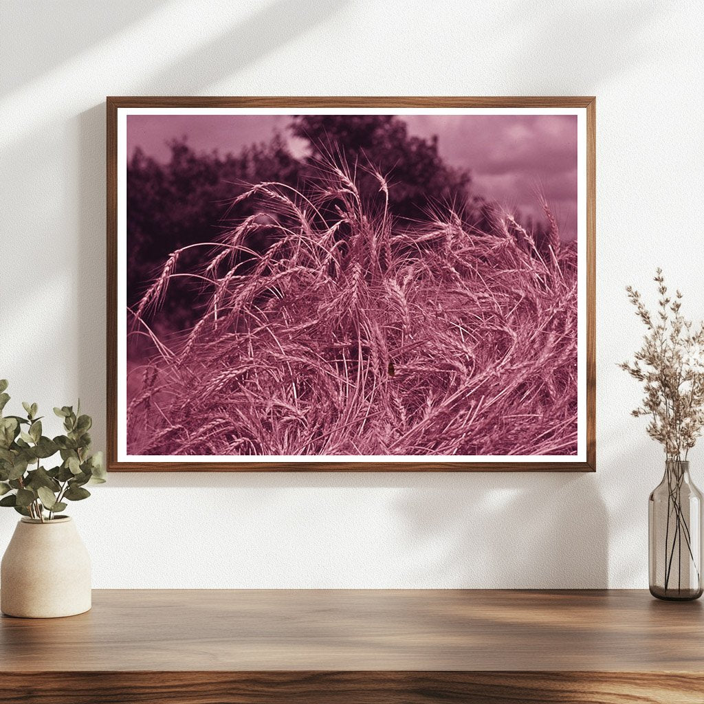 Wheat Fields near Muskogee Oklahoma 1939 1940