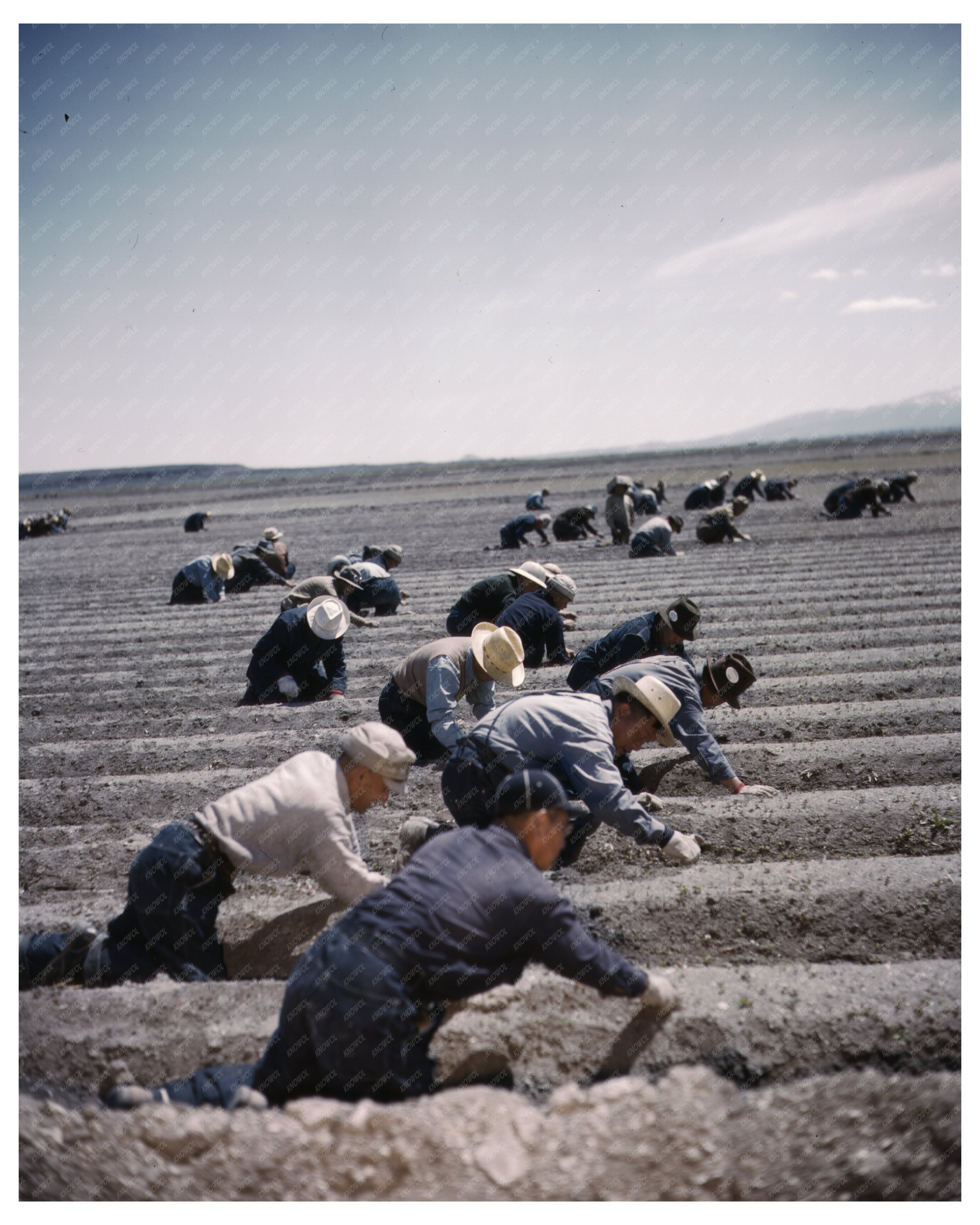 Tule Lake Relocation Center Japanese Americans Farming 1942