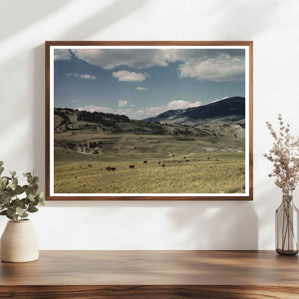 Cattle Grazing on Gravelly Range Montana August 1942
