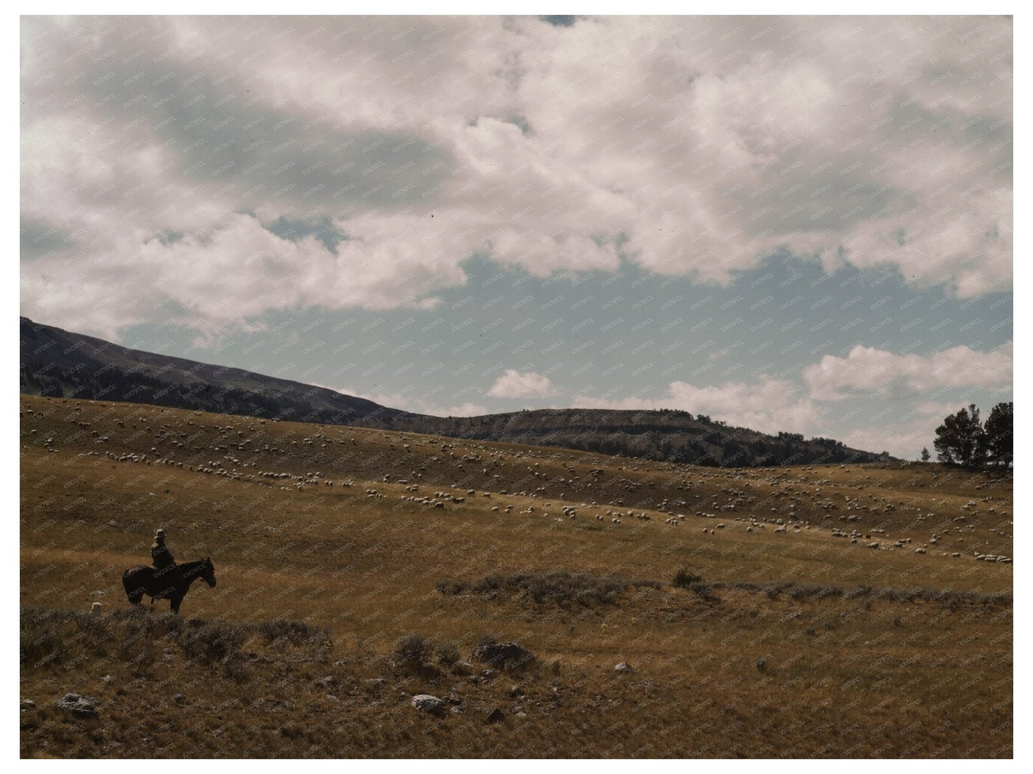 Shepherd and Sheep in Gravelly Range Montana August 1942