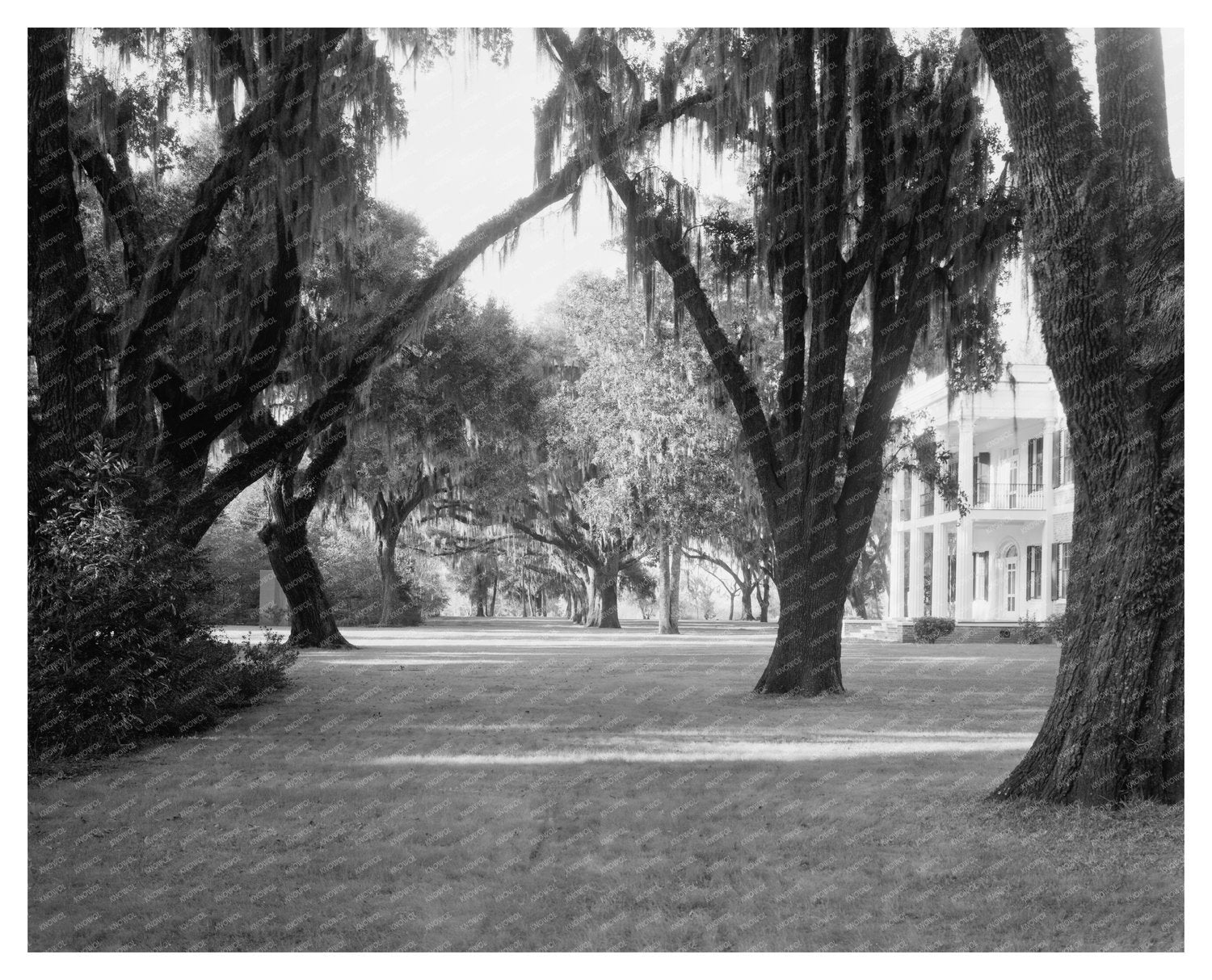 Chatham County Plantation, Savannah, Georgia, 1953