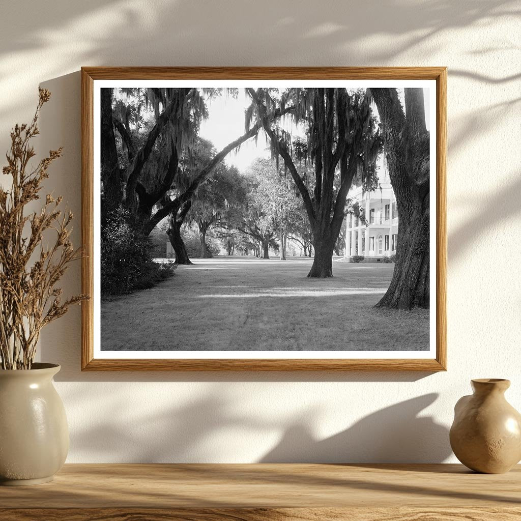 Chatham County Plantation, Savannah, Georgia, 1953