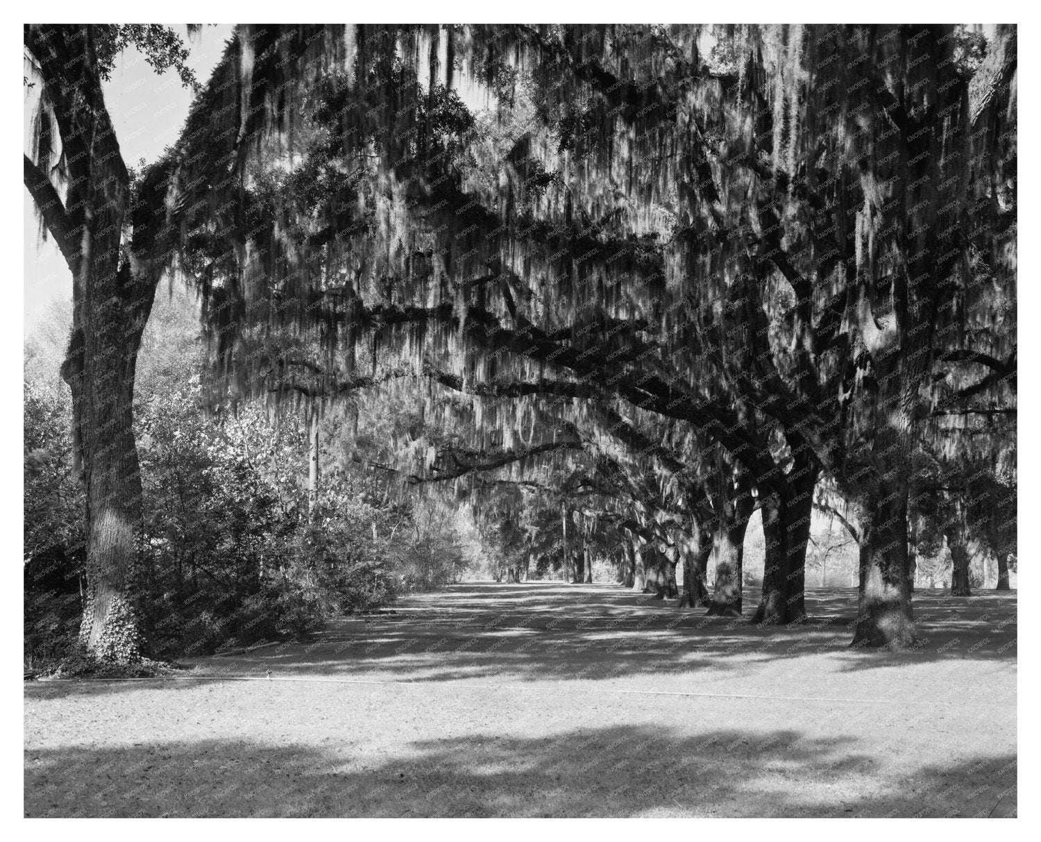 Henry Ford Estate, Savannah GA, Early 1900s Photo