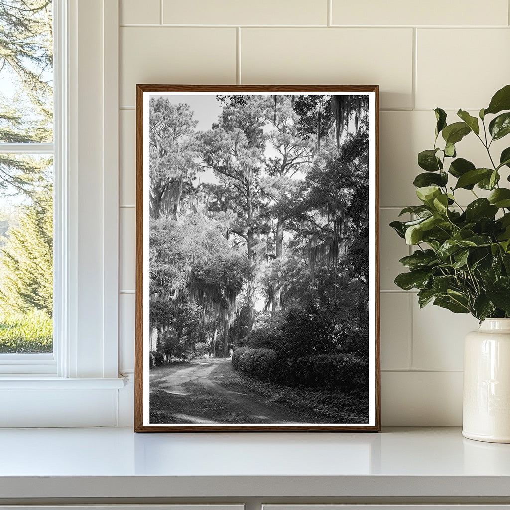 Wormsloe Plantation, Savannah, GA - Historic 1939 Photograph