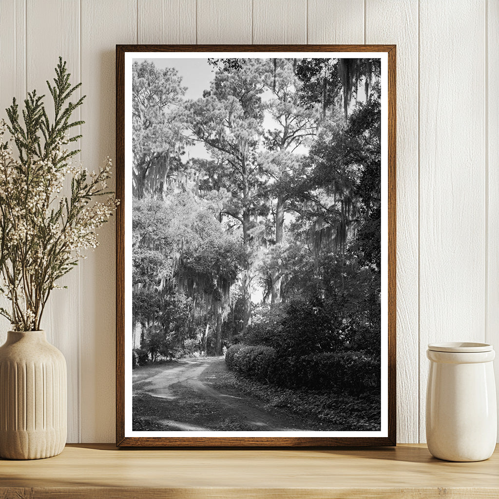 Wormsloe Plantation, Savannah, GA - Historic 1939 Photograph