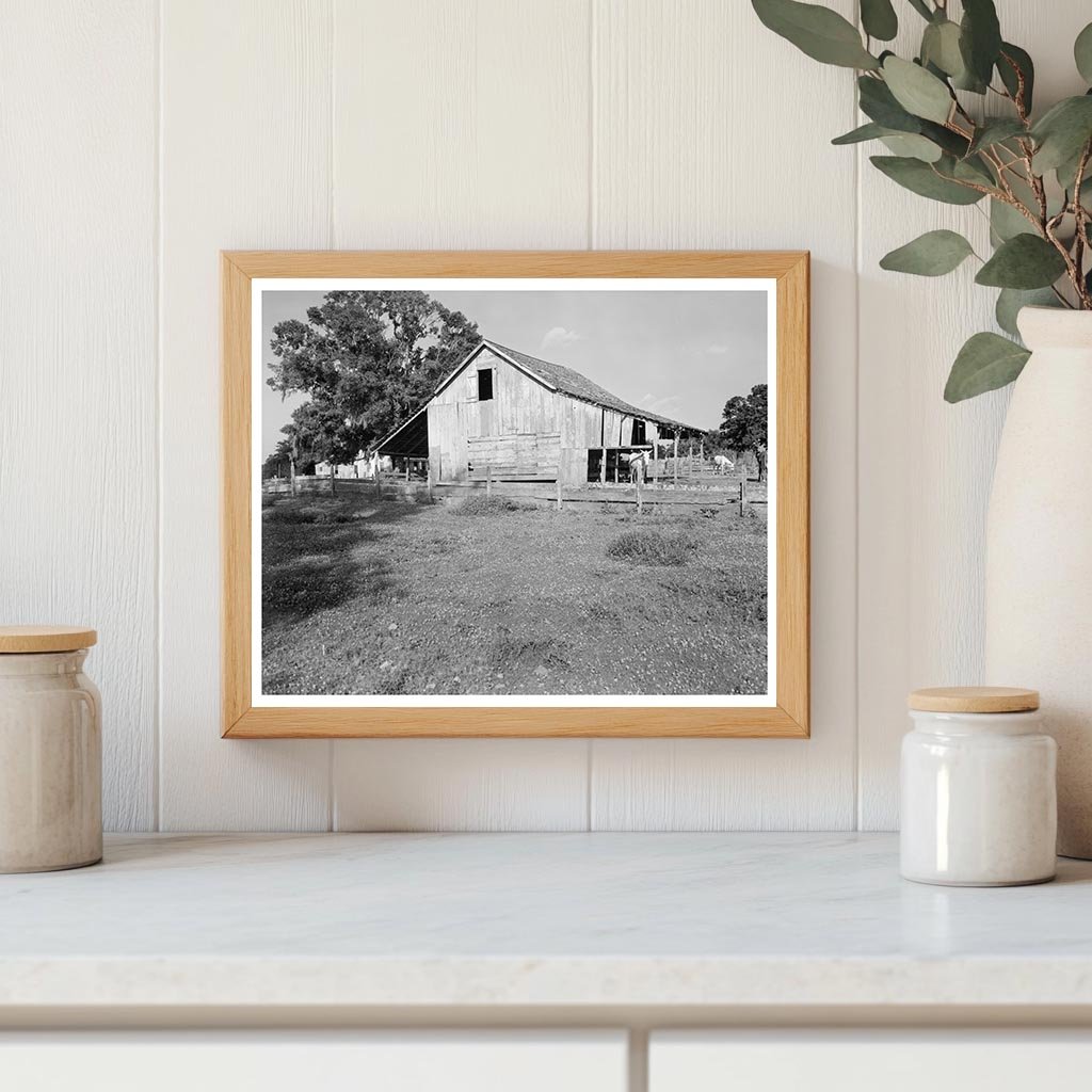 New Iberia, Louisiana Rural Life Scene 20th Century Photo