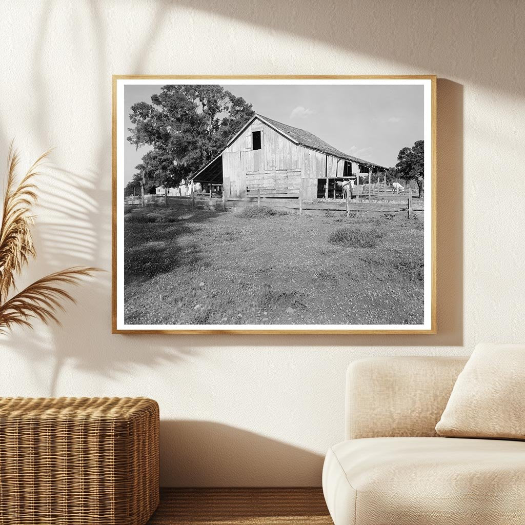 New Iberia, Louisiana Rural Life Scene 20th Century Photo