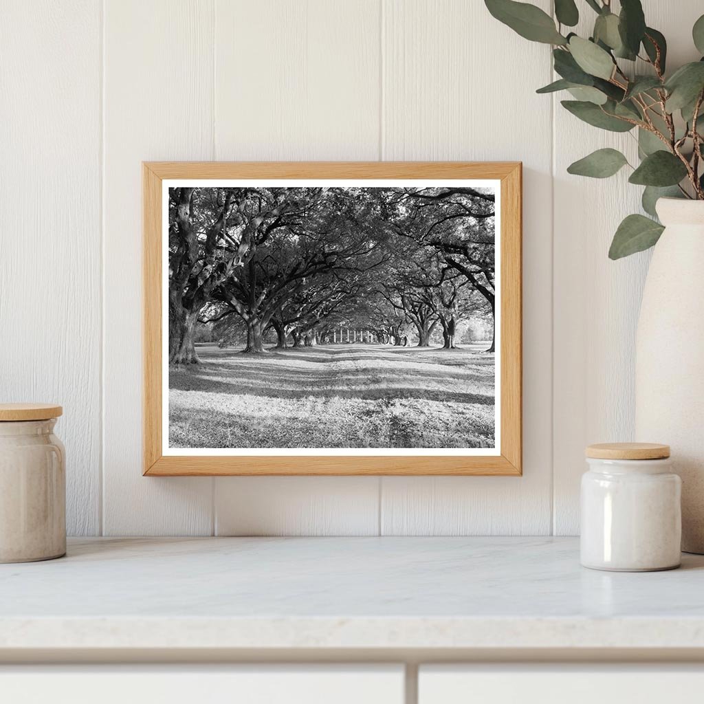 Bon Sejour, Vacherie LA, Historic Photo 1836 Collection